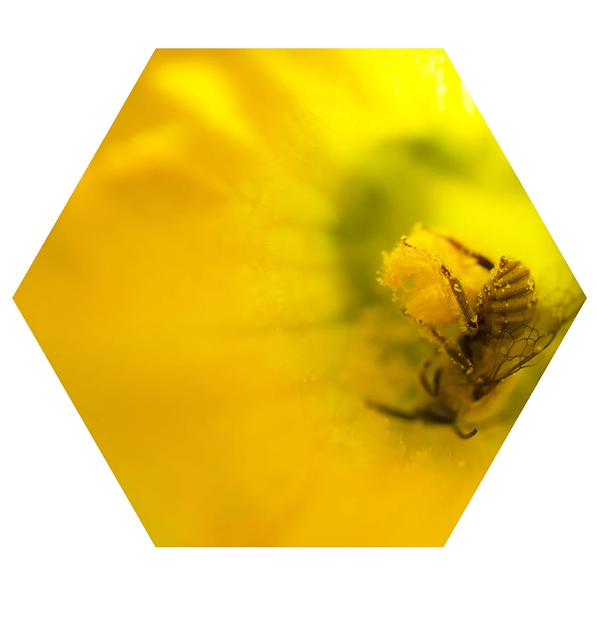 Close-up of a bee covered in pollen resting on a yellow flower