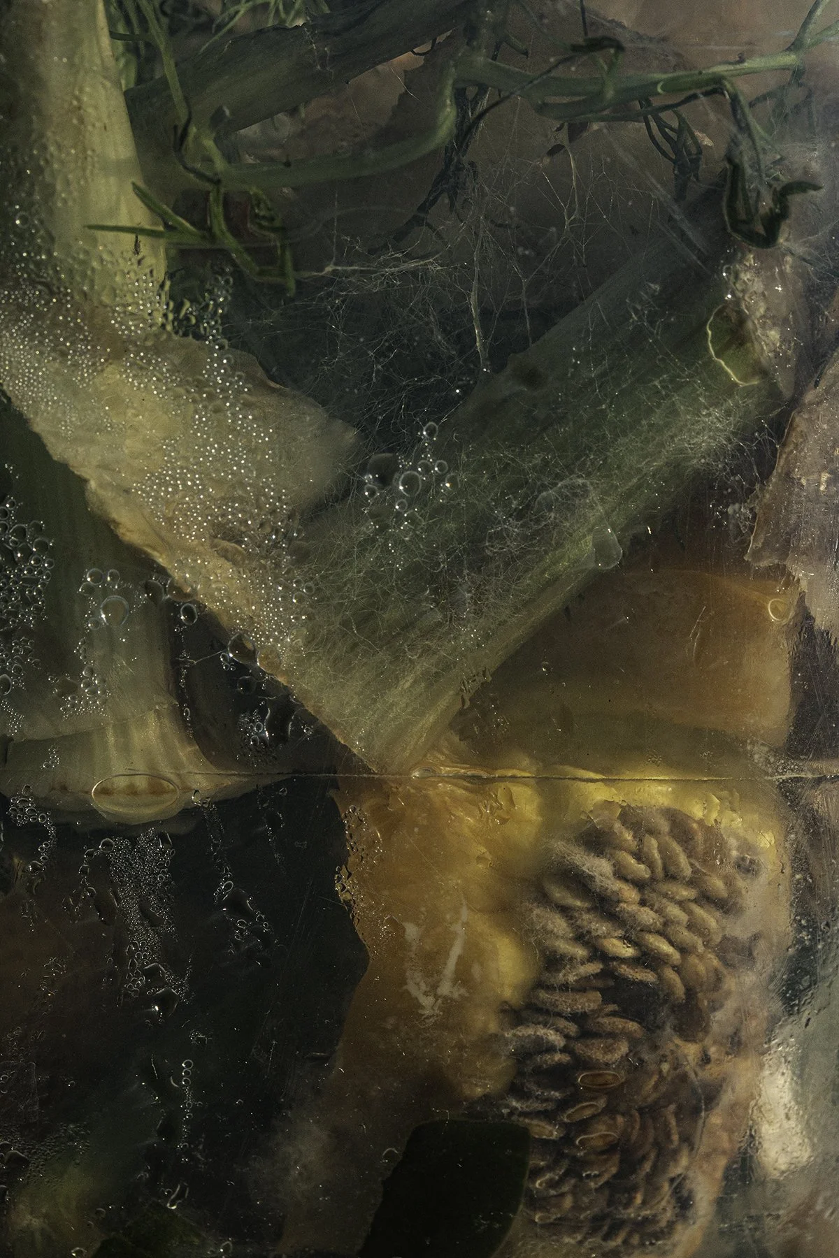 Green Web, 2020, Archival pigment print, 36 x 24 inches