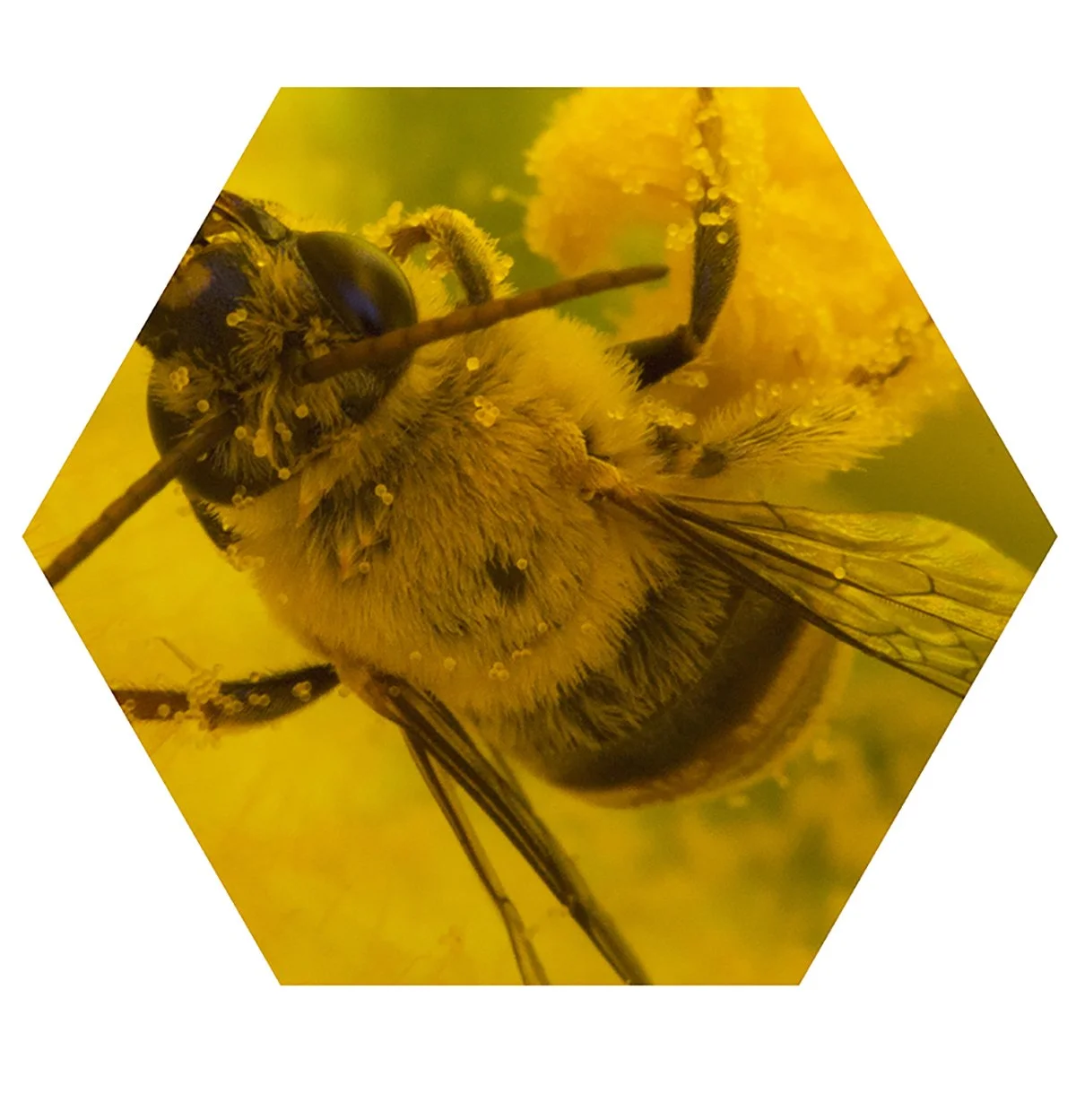 Close-up of a bee collecting pollen from a yellow flower