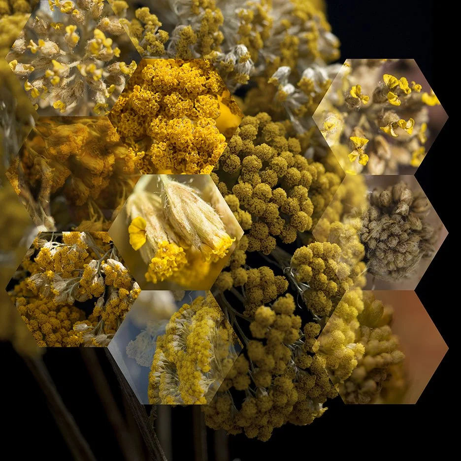 Golden Yarrow (Eriophyllum confertiflorum),
2015, Archival digital print mounted on white sintra and faced with plexiglas, 38.5 X 40”