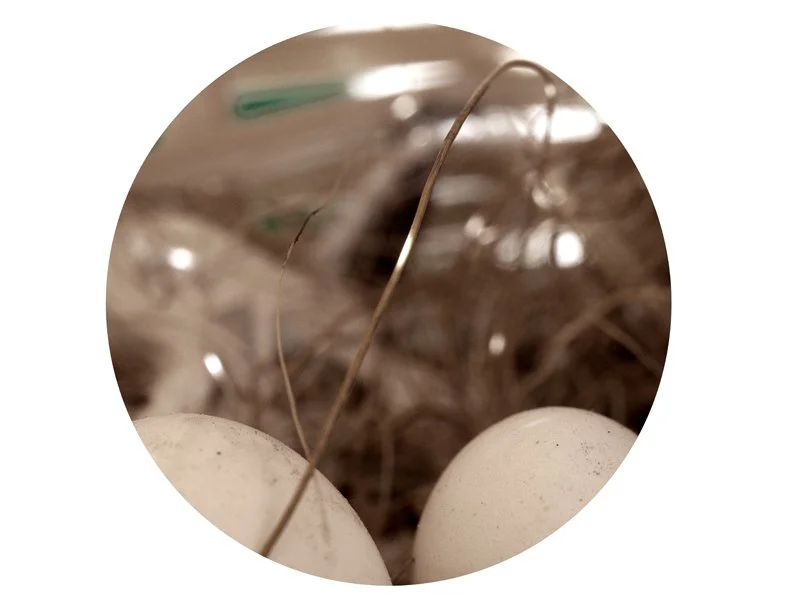 Two white eggs in a nest with brown twigs and straw.