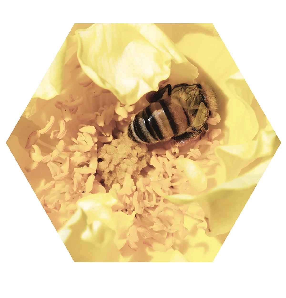 A close-up of a honey bee collecting pollen from a pale yellow flower.