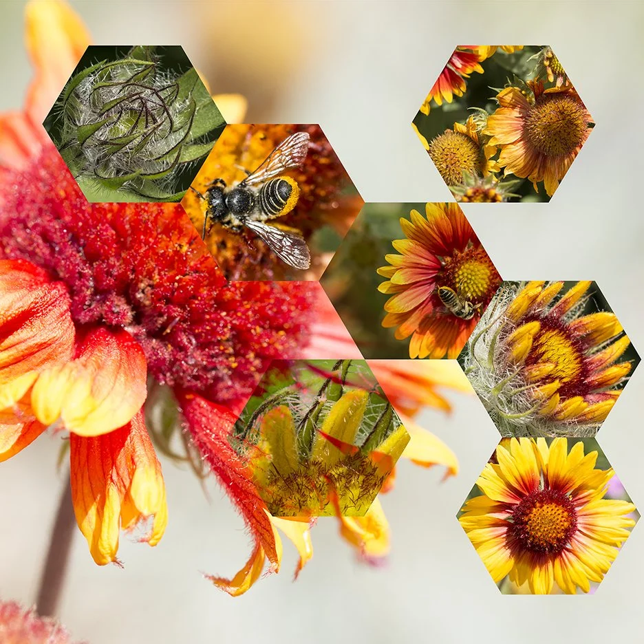 Blanket Flower (Gaillardia aristata),
2018, Archival digital print mounted on white sintra and faced with plexiglas, 40.5 X 40.5”