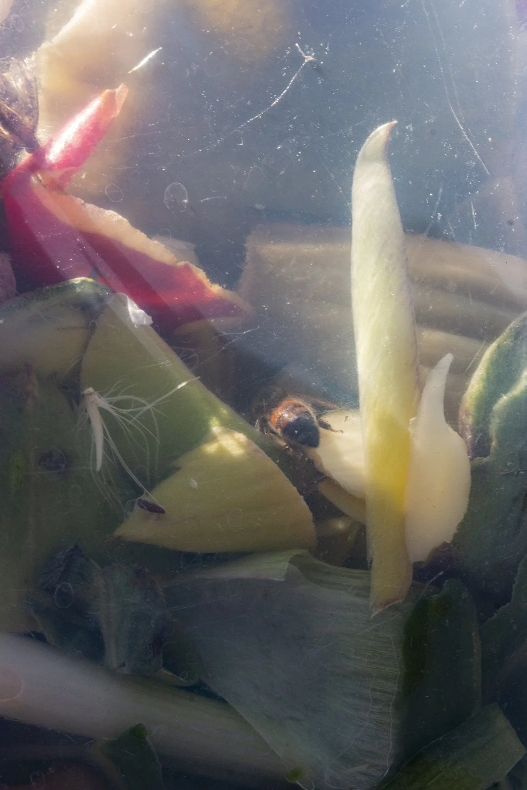 Vigil, 2022, Archival pigment print, 36 X 24 inches