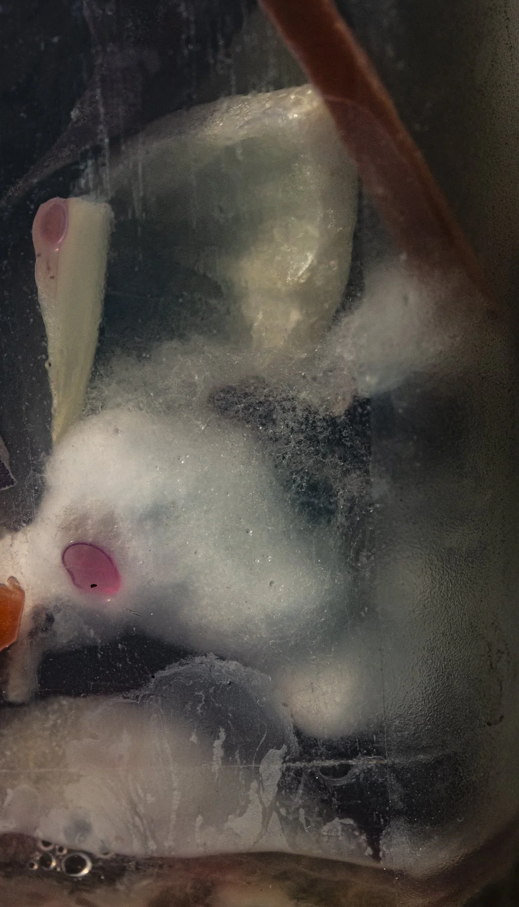 Garlic Cotton, 2020, Archival pigment print, 40 x 24 inches