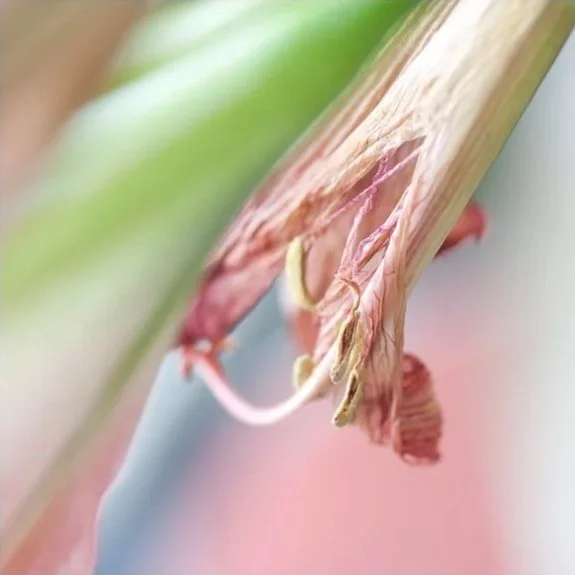 Light Step Sugar, 2010, Archival digital print on wood panel, 18 X 18 X 2" (Ltd edition)