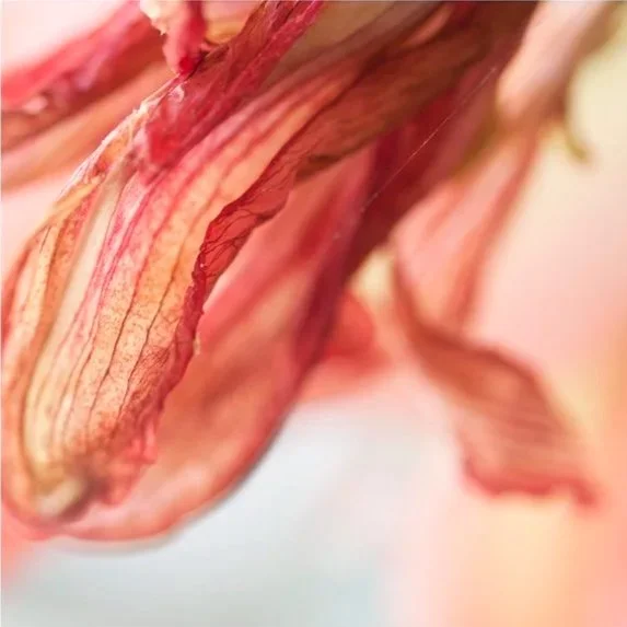 Yearning, 2010, Archival digital print on wood panel, 18 X 18 X 2" (Ltd edition)