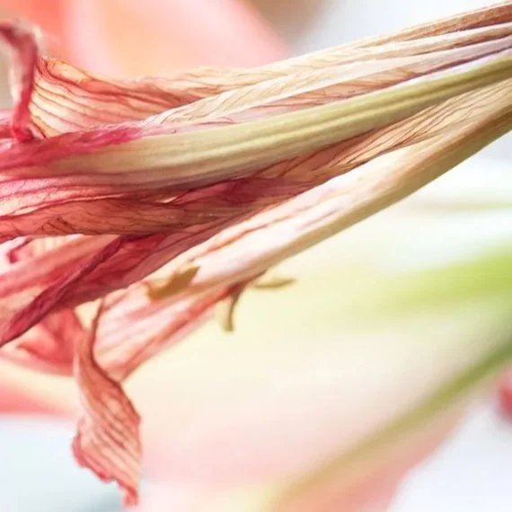 Thrust, 2010, Archival digital print on wood panel, 18 X 18 X 2" (Ltd edition)