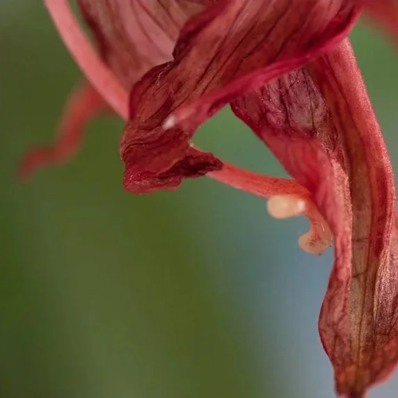 Seduction, 2010, Archival digital print on wood panel, 18 X 18 X 2" (Ltd edition)