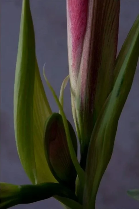 Tendrils, 2009, Archival digital print, 40 X 30" (Ltd edition)