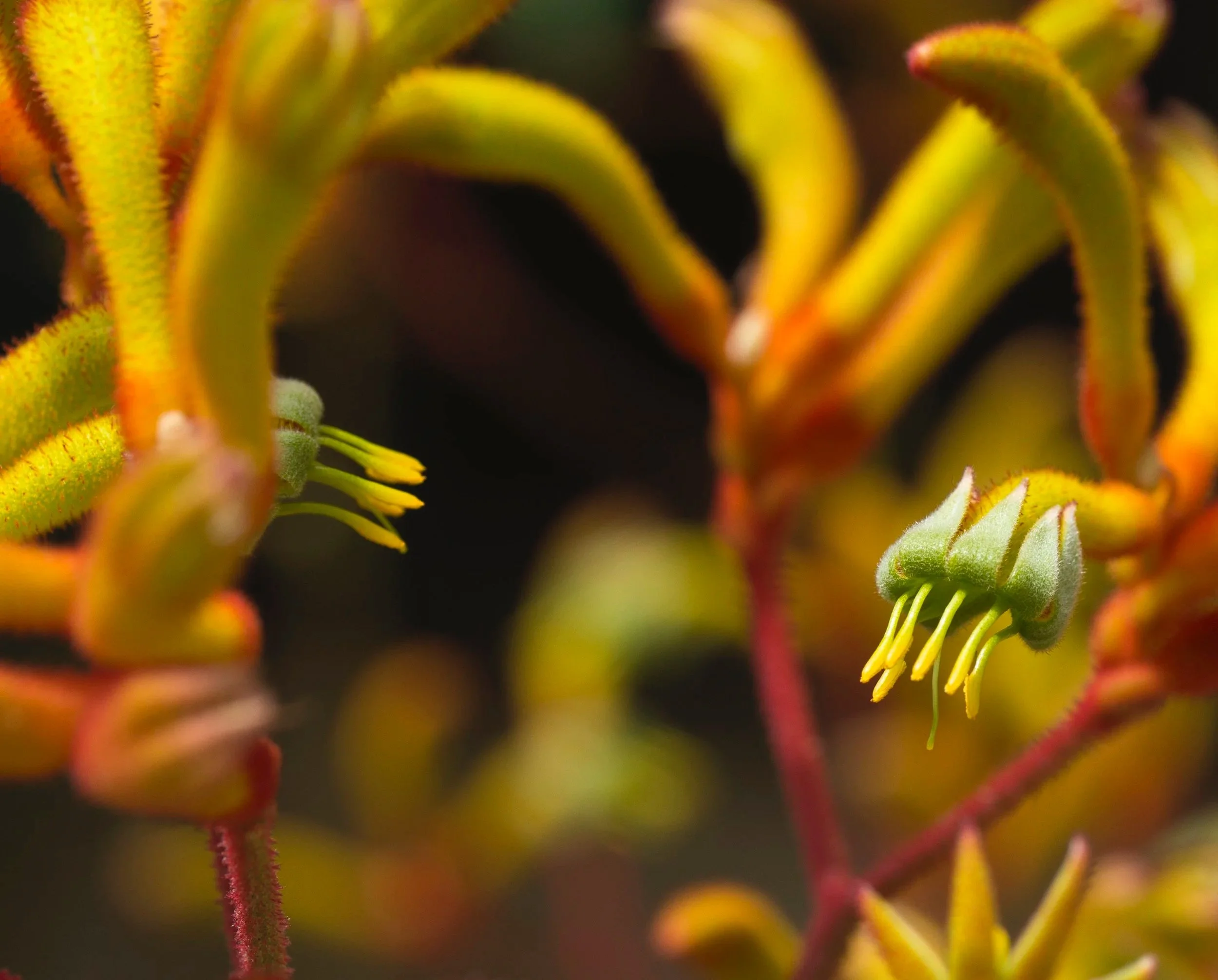 Kang Ru 5, 2013, Archival digital print, 24 X 36" (Ltd edition)