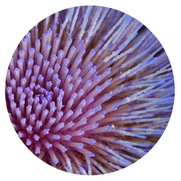 Azure 2, 2010, Archival digital print mounted on shaped metal faced with plexi, 30" diameter; (Ltd edition)