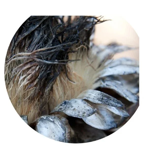 Broom 1, 2010, Archival digital print mounted on shaped metal faced with plexi, 30" diameter; (Ltd edition)