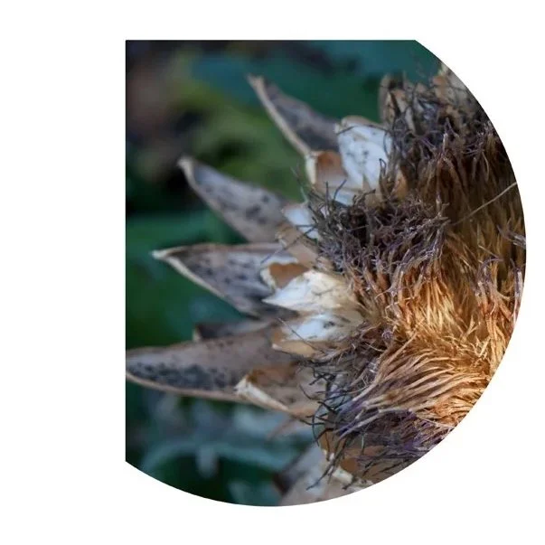 Clipping Light 2, 2010, Archival digital print mounted on shaped metal faced with plexi, 30" diameter; (Ltd edition)