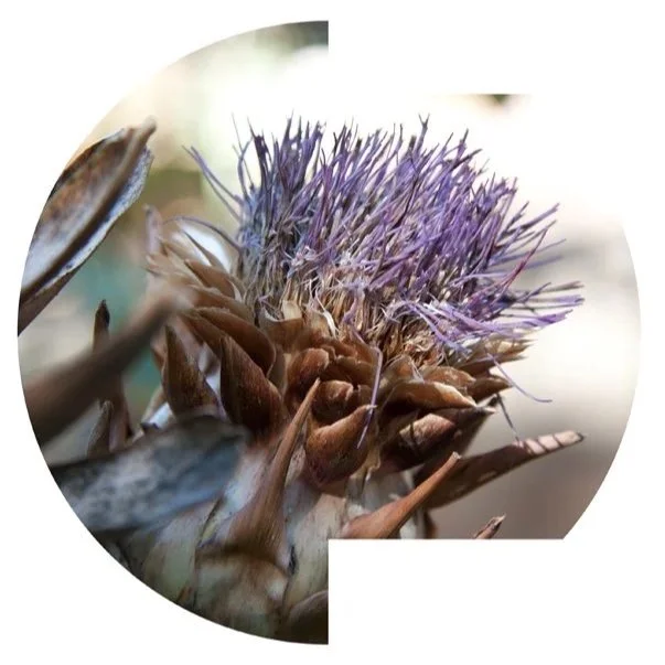 Clipping Light, 2010, Archival digital print mounted on shaped metal faced with plexi, 30" diameter; (Ltd edition)