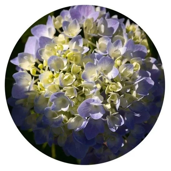 HY02, 2011, Archival digital print mounted on shaped metal faced with plexi, 18" diameter; (Ltd edition)