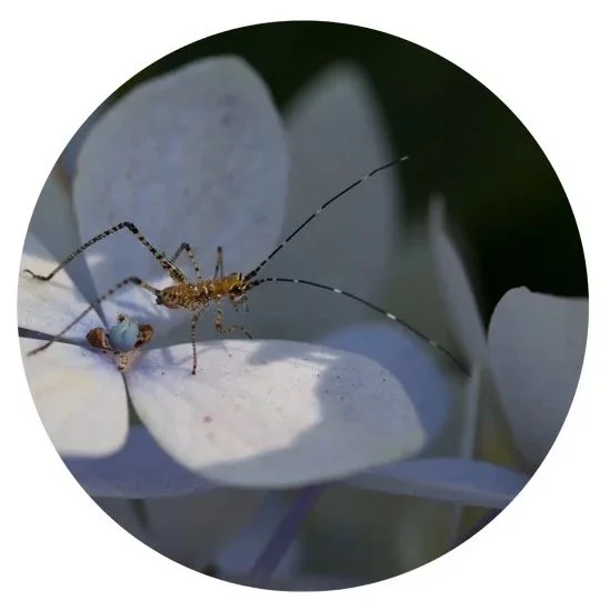 HY05, 2011, Archival digital print mounted on shaped metal faced with plexi, 18" diameter; (Ltd edition)