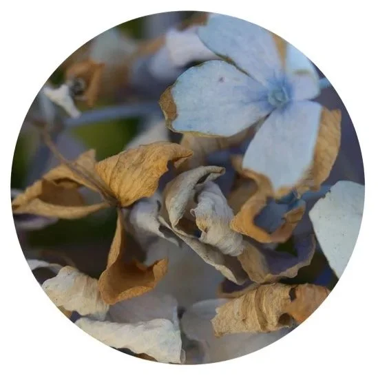 HY07, 2011, Archival digital print mounted on shaped metal faced with plexi, 18" diameter;  (Ltd edition)