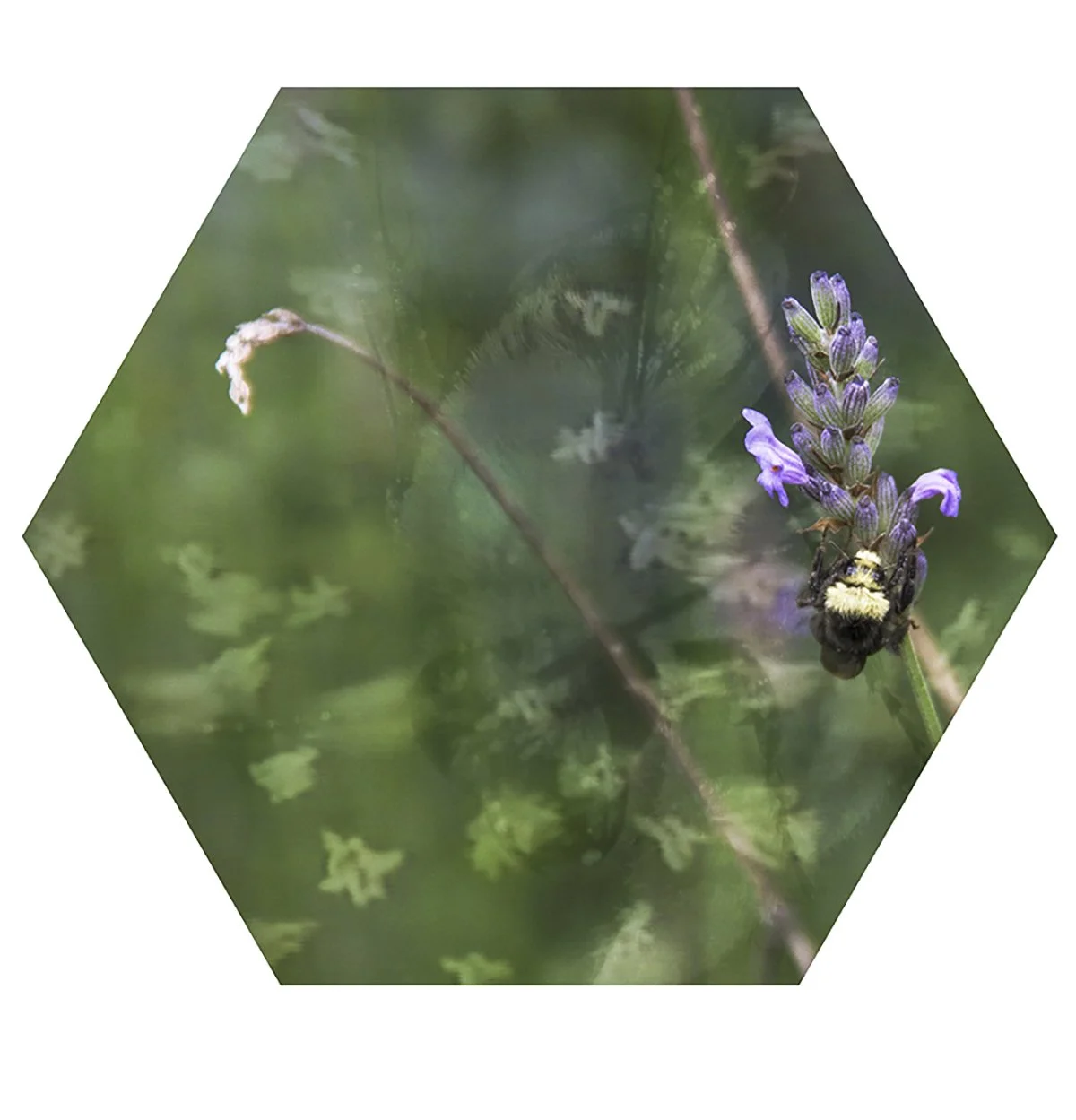 A close-up of a bumblebee on a purple lavender flower with a blurred green background.