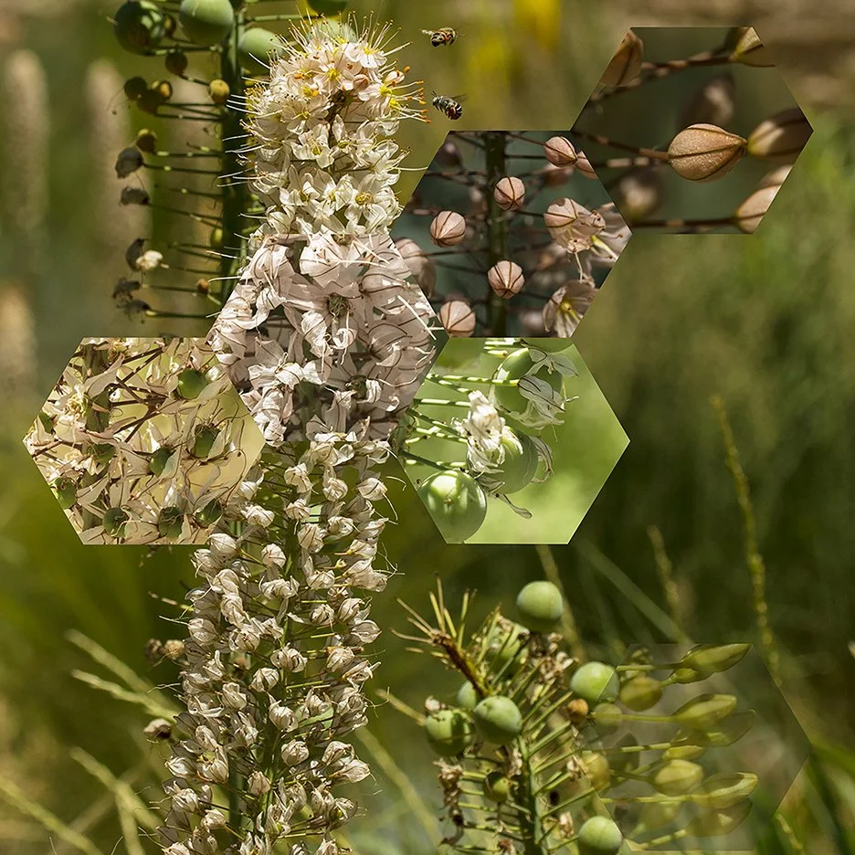 Desert Candle 3 (Eremurus ‘Romance’),
2018, Archival digital print mounted on white sintra and faced with plexiglas, 40.5 X 40.5”
