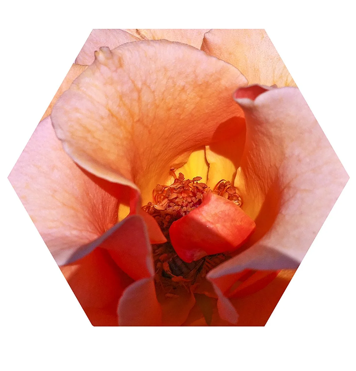 Close-up of a peach-colored flower with soft petals and visible stamen inside.