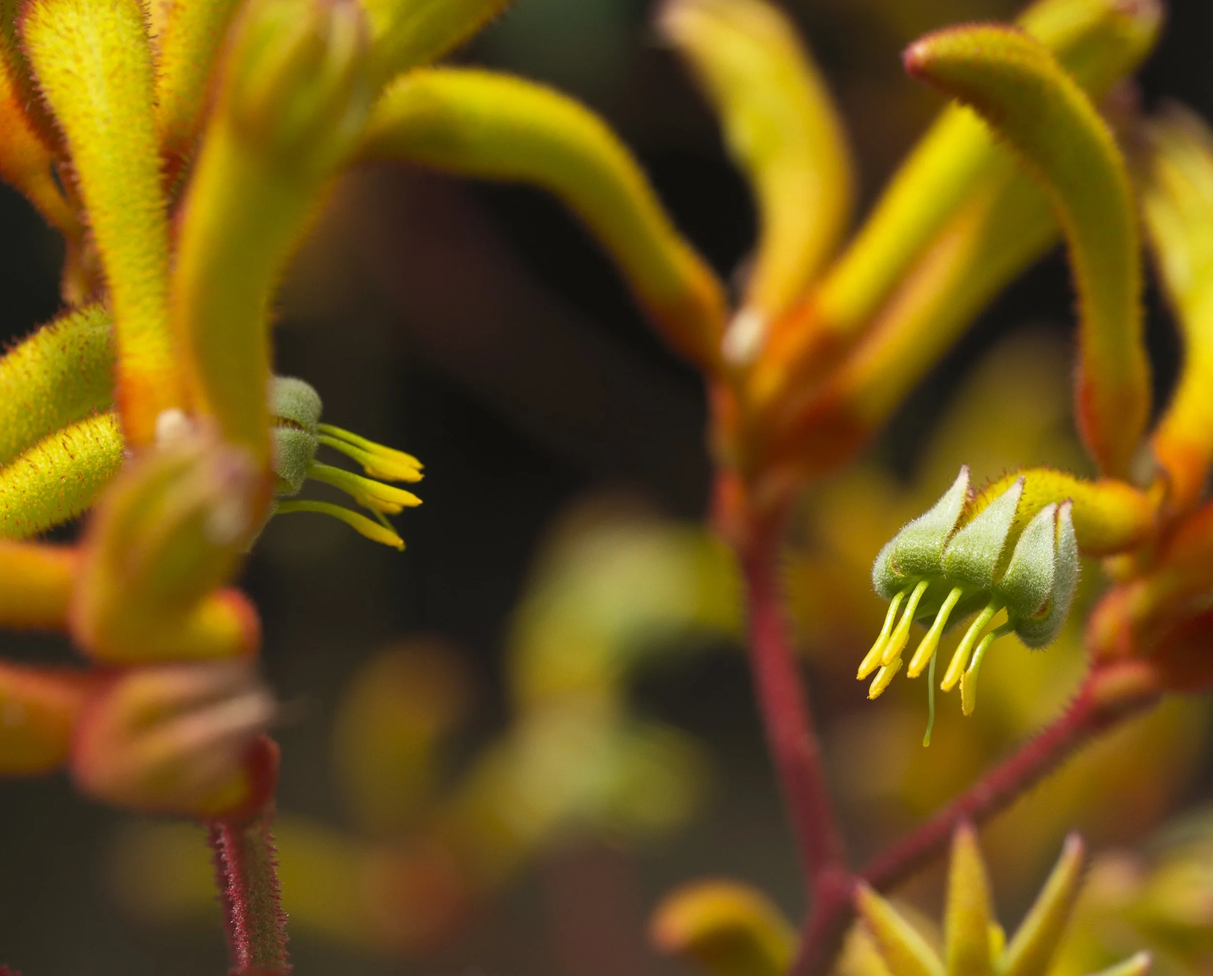 Close-up of a plant with small green buds and yellow stamens, surrounded by fuzzy, reddish-green stems and leaves.