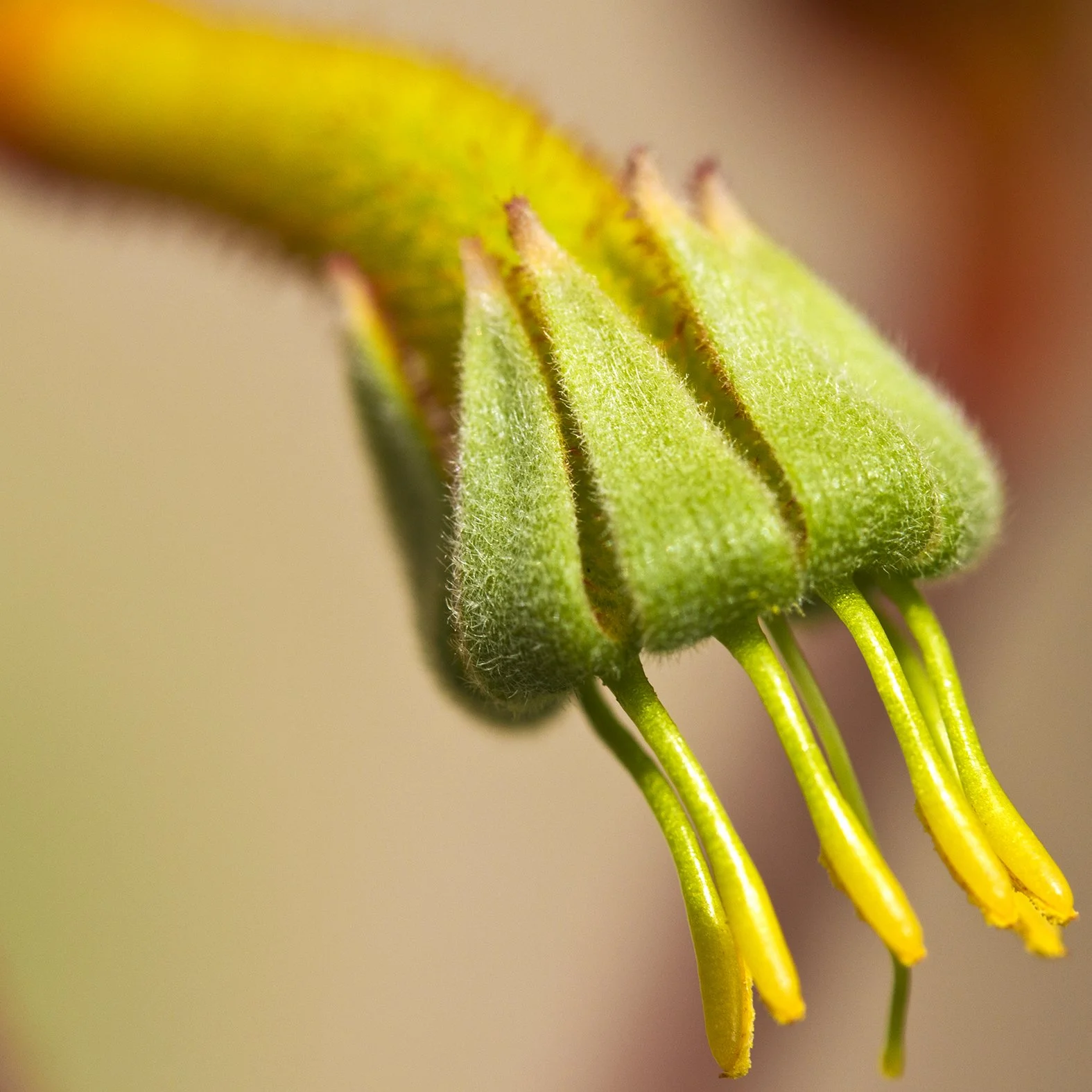 Kang Ru 2, 2013, Archival digital print, 24 X 24" (Ltd edition)