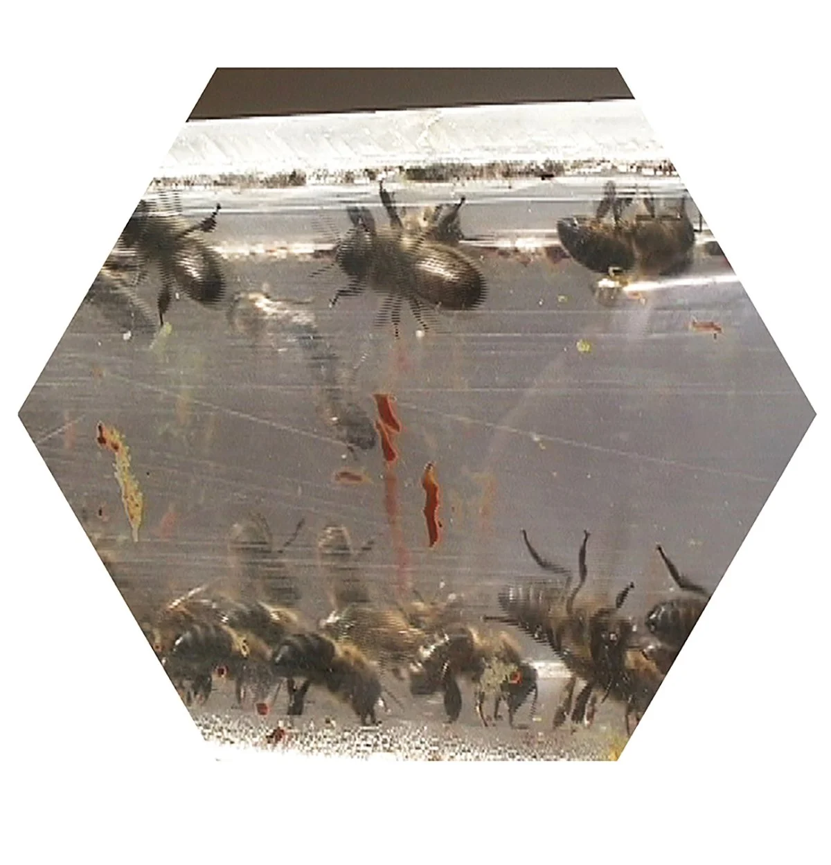 Close-up of bees through a transparent surface, possibly a hive, with some debris and small particles visible.