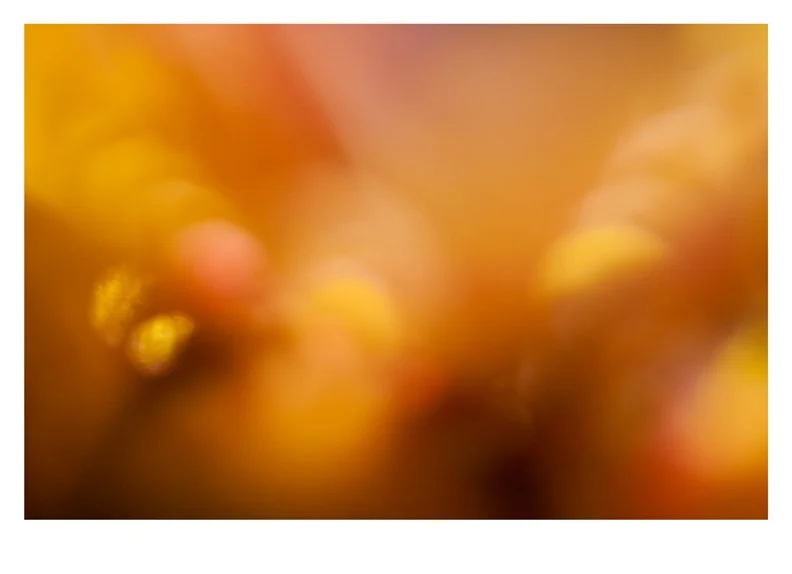 Blurred close-up image with warm yellow, orange, and pink hues.
