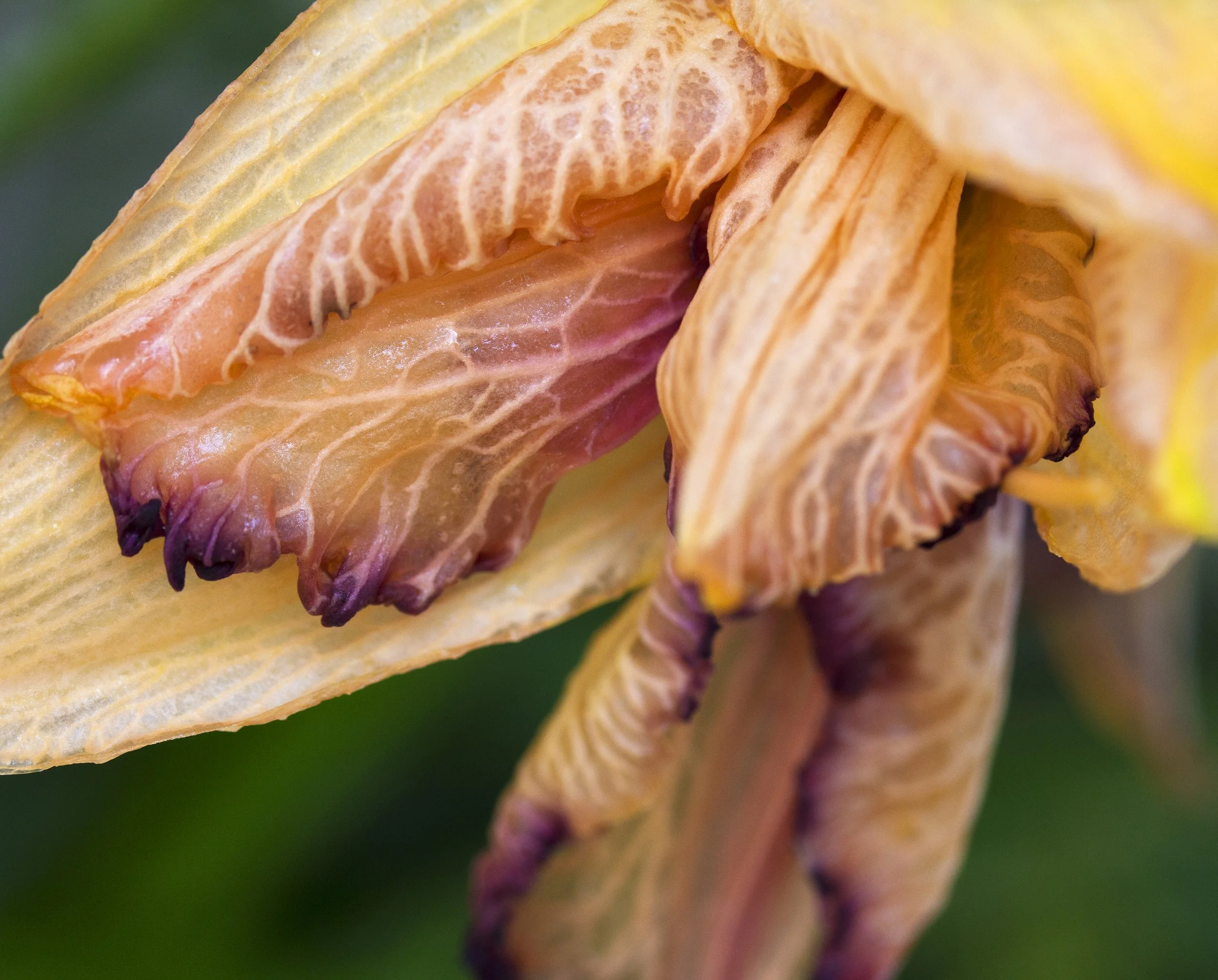 Close-up of a blooming iris flower with yellow and purple petals.