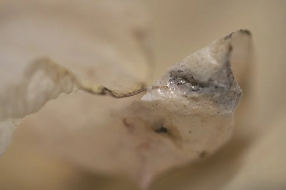 Close-up of a torn piece of beige or light brown paper.