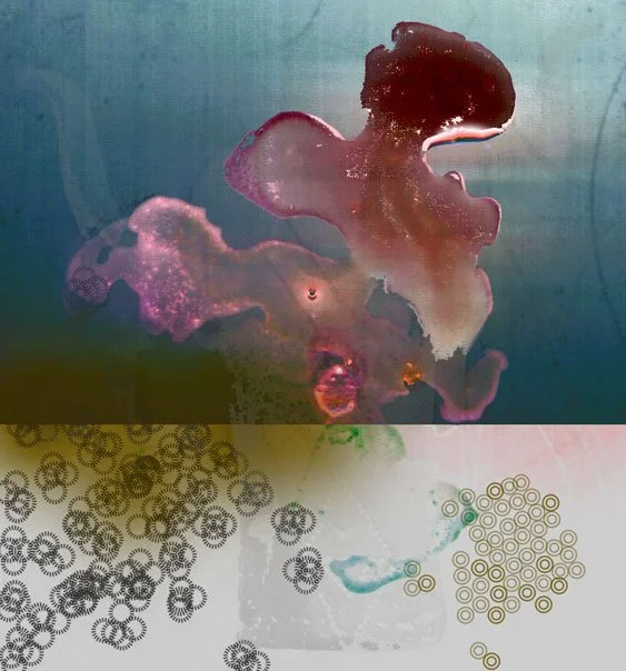 Bucrania 12, 2002-03, Archival pigment print, 24 x 22"