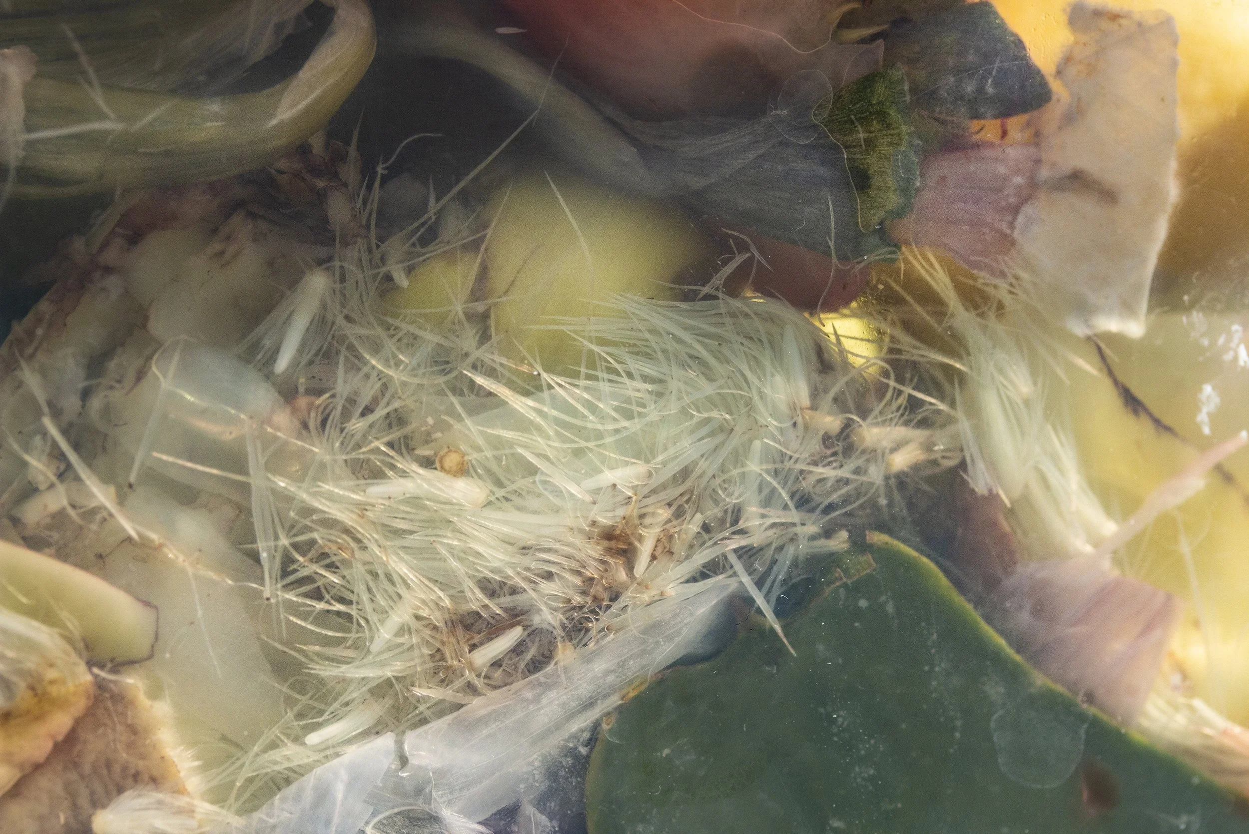 Anemone Garden, 2022, Archival pigment print, 40 x 60 inches