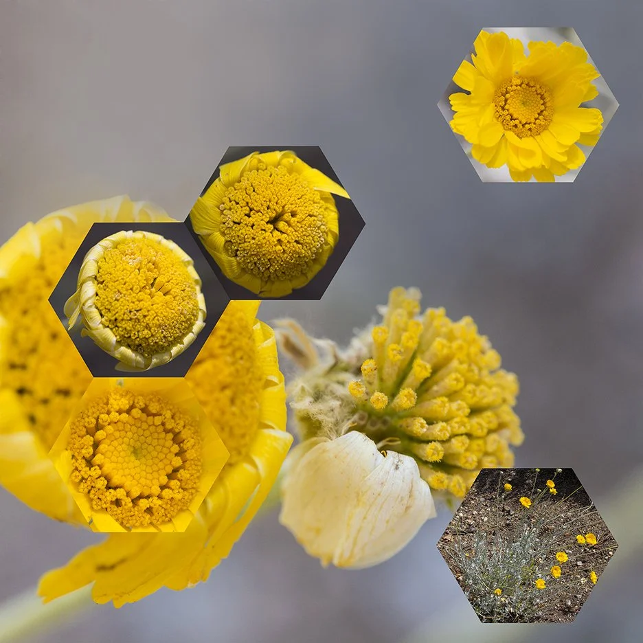 Desert Marigold (Baileya multiradiata), 
2014, Archival digital print mounted on white sintra and faced with plexiglas, 3.5 X 40”