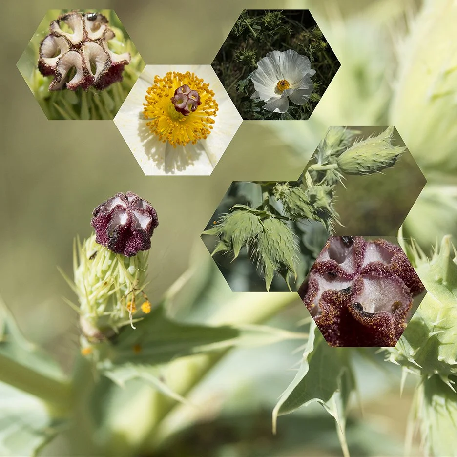 Prickly Poppy (Argemone polyanthemos),
2018, Archival digital print mounted on white sintra and faced with plexiglas, 40.5 X 40.5”
