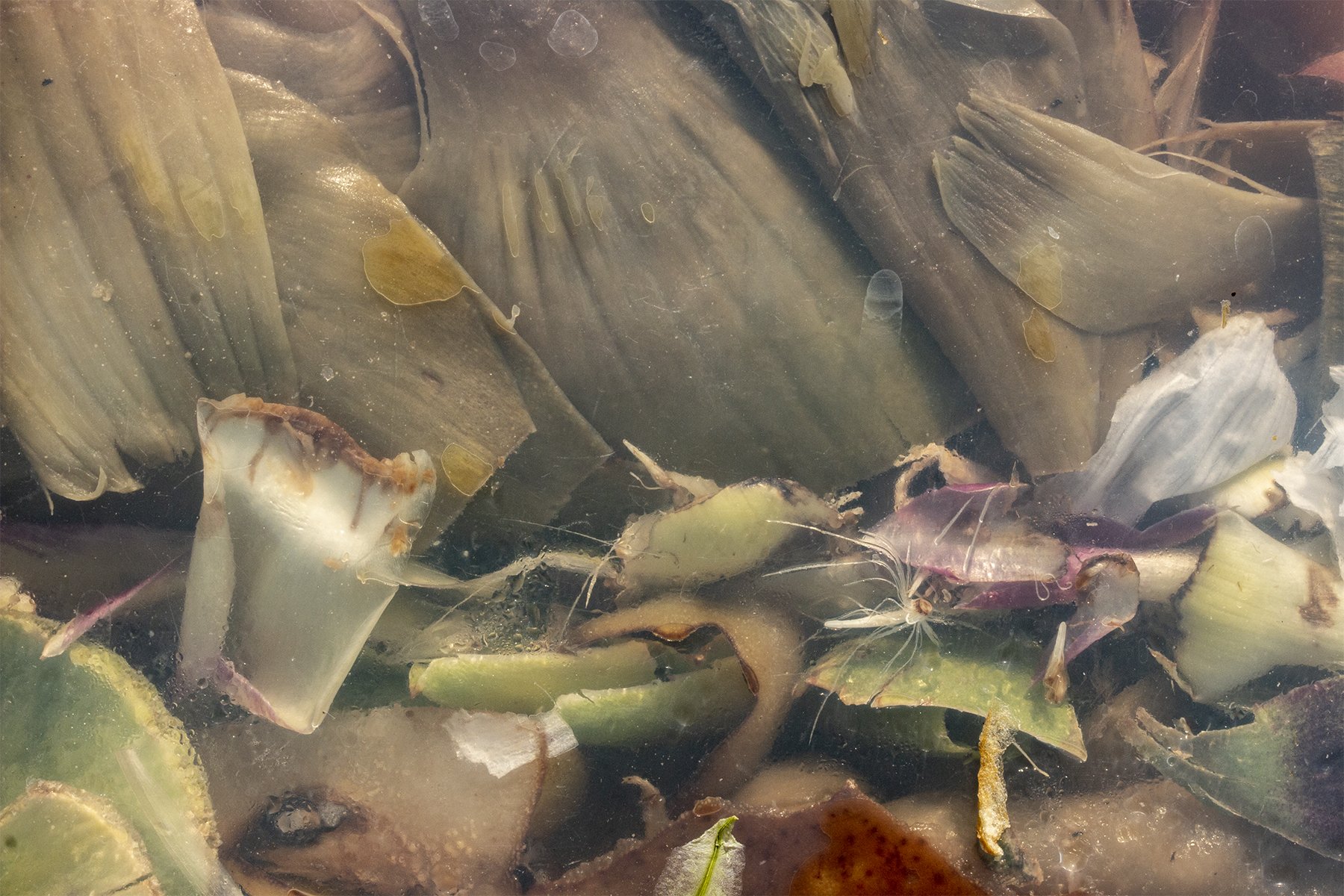 Tidepool with Sea Lions, 2022, Archival pigment print, 40 x 60 inches