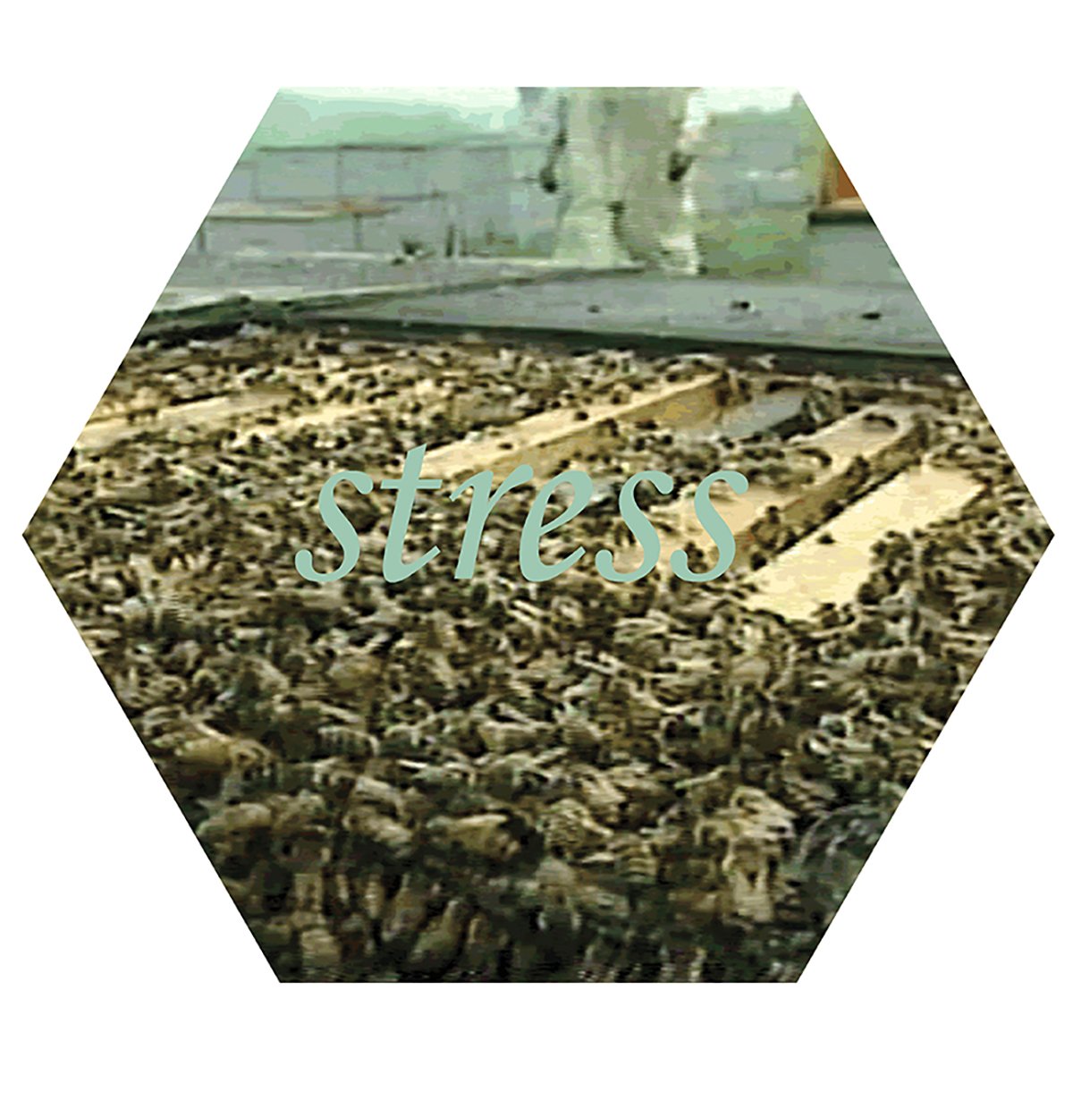 Close-up of a beehive covered with bees with the word 'stress' overlaid in light blue text.