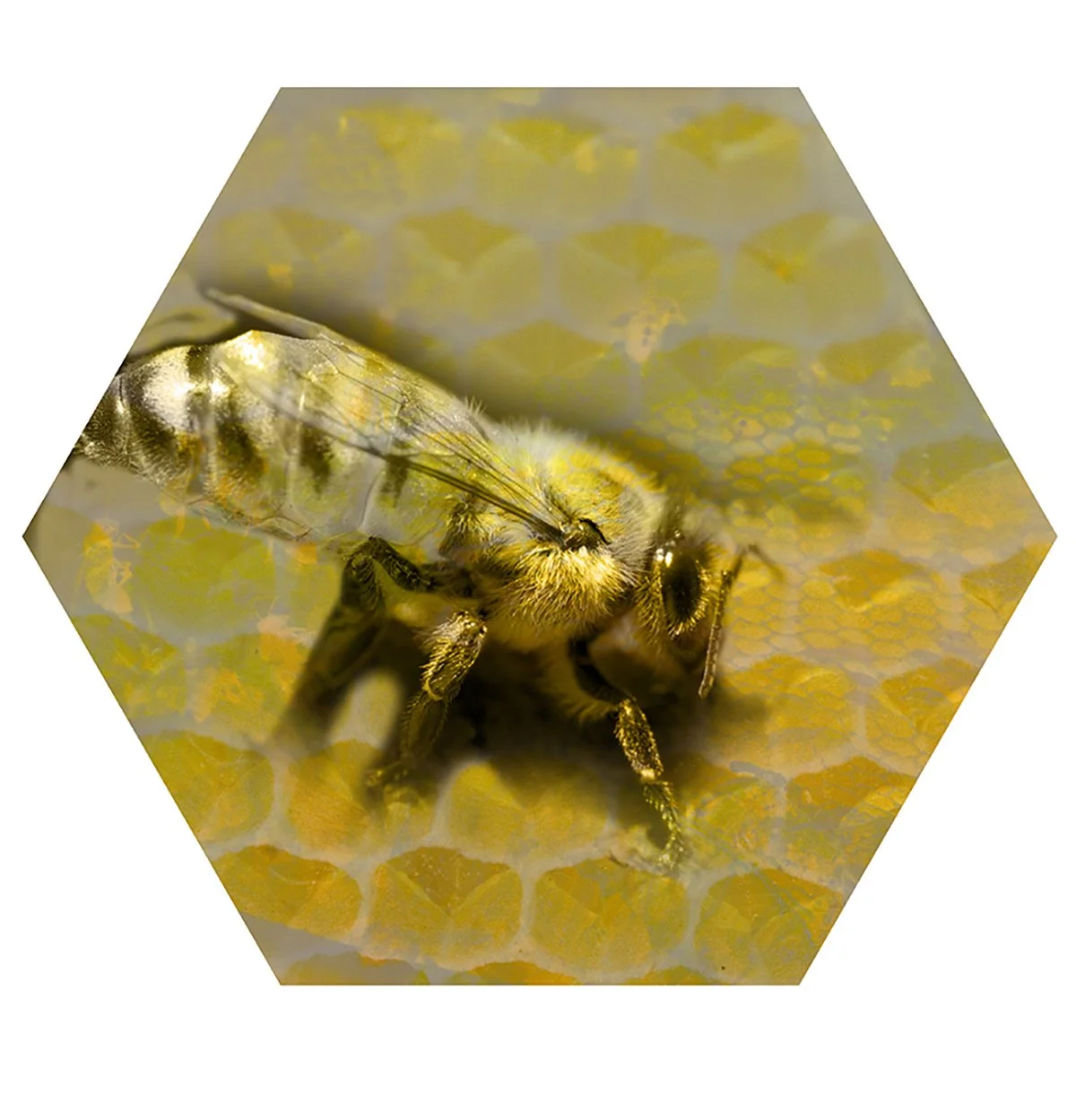A bee working on honeycomb inside a hexagonal frame.