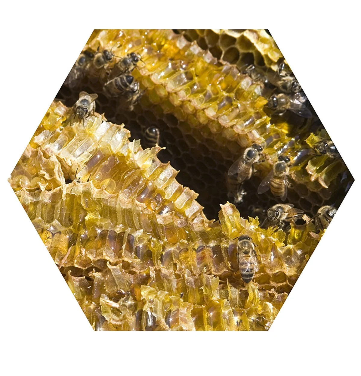 Close-up of bees working on honeycomb frames filled with honey.