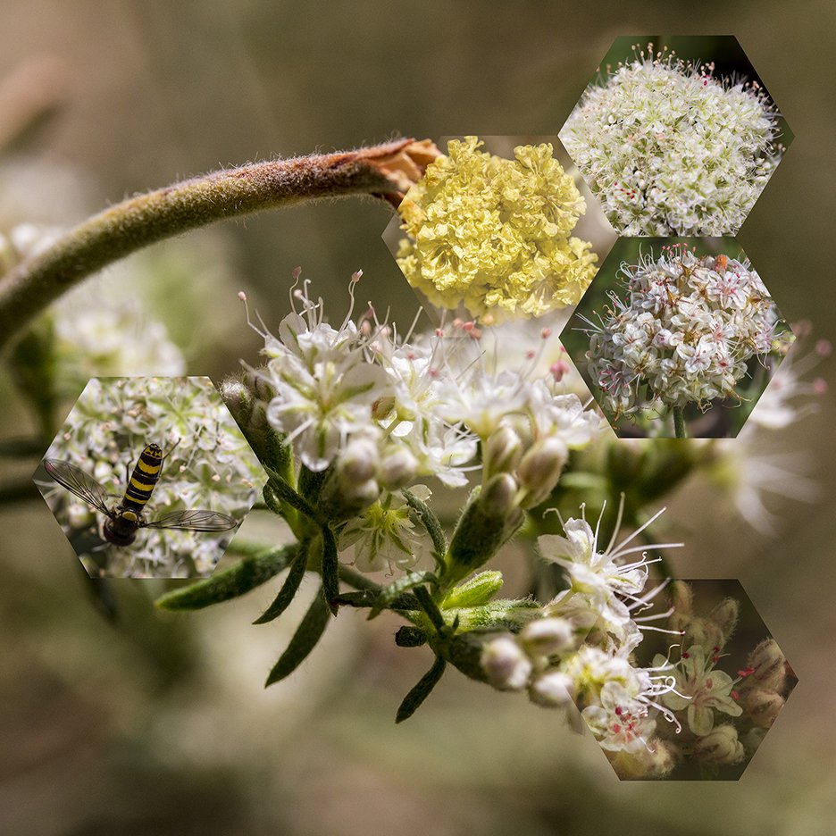 Buckwheat (Eriogonum siskiyouense), 
2014, Archival digital print mounted on white sintra and faced with plexiglas, 38.5 X 40”