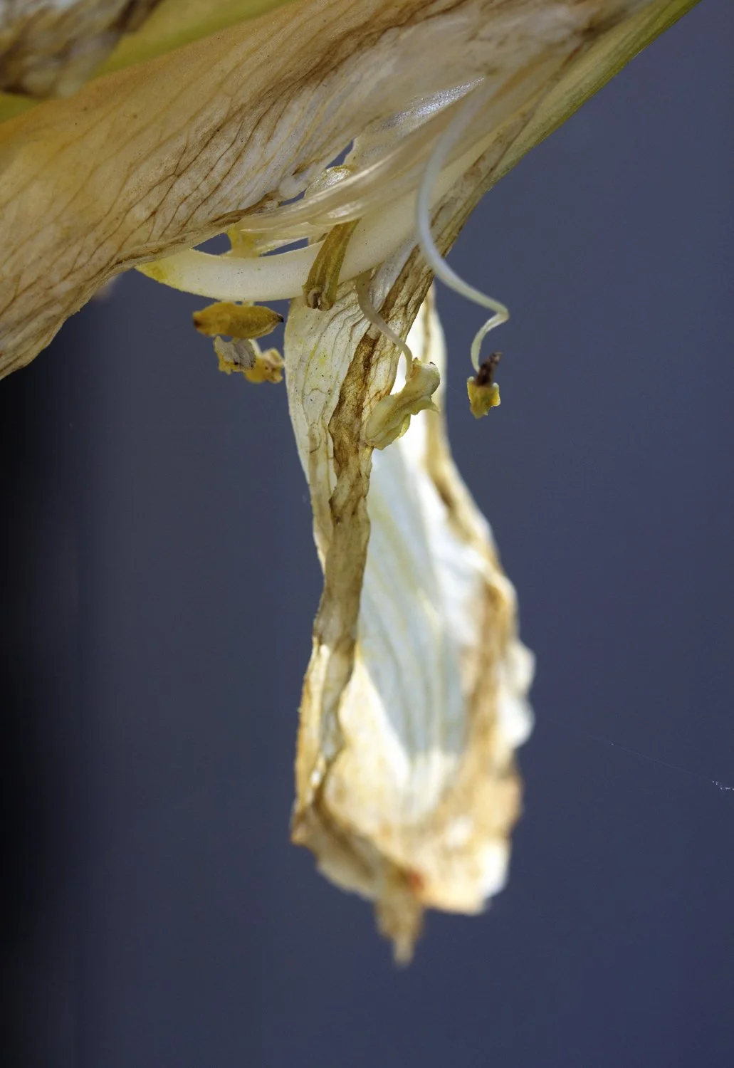 Close-up of a dried, wilted flower or plant with hanging petals against a dark background.