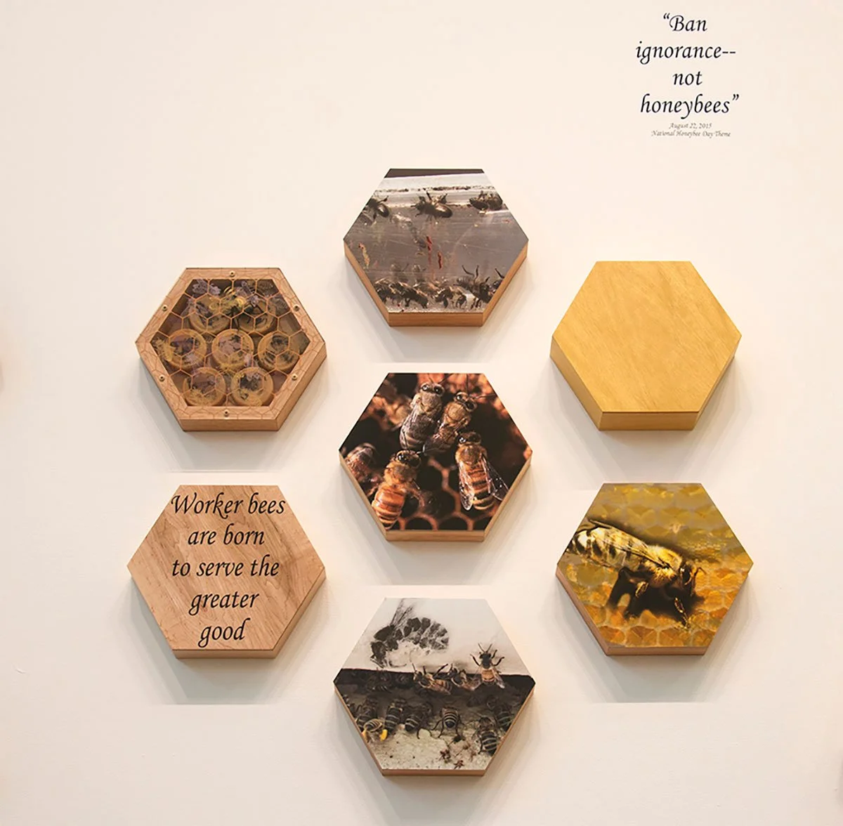 Display of multiple hexagonal shadow boxes with bee-related images and quotes about bees and their importance, mounted on a white wall.