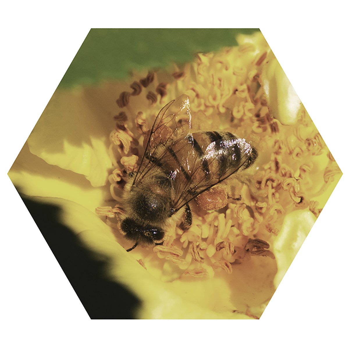 Close-up of a bee with transparent wings collecting nectar from a yellow flower.
