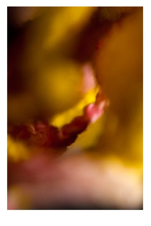 Close-up, blurred shot of a flower with pink and yellow hues.