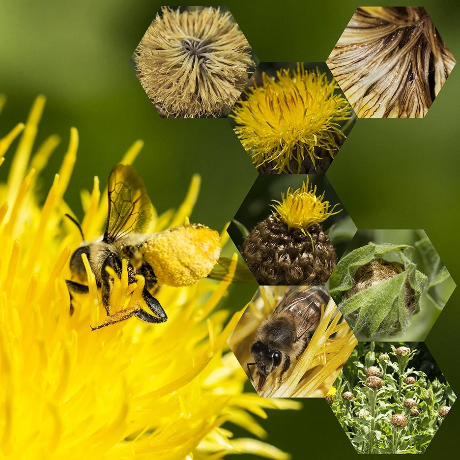 Great Golden Knapweed (Centaurea macrocephala),
2018, Archival digital print mounted on white sintra and faced with Plexiglas, 40.5 X 40.5”