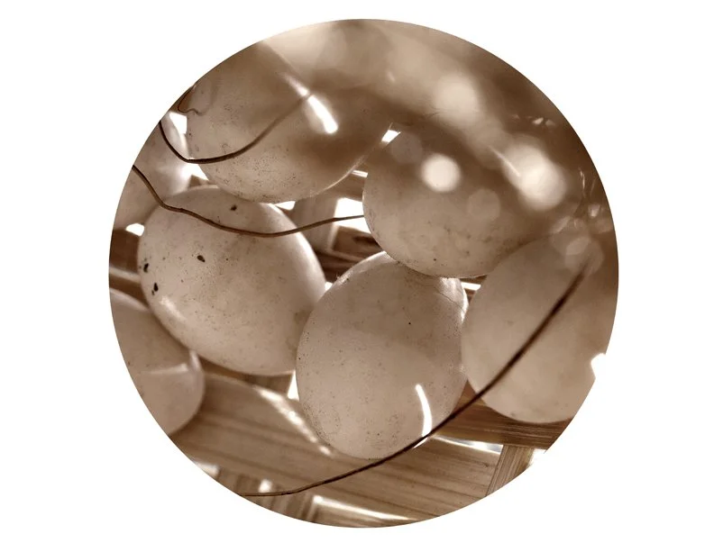 Close-up of white eggs in a woven basket.