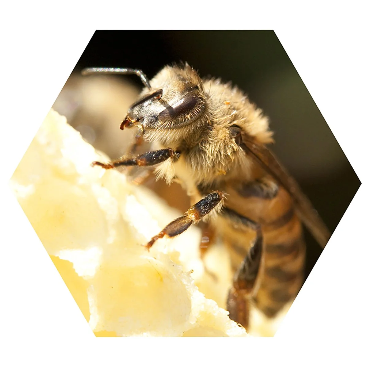 Close-up of a bee on a honeycomb.