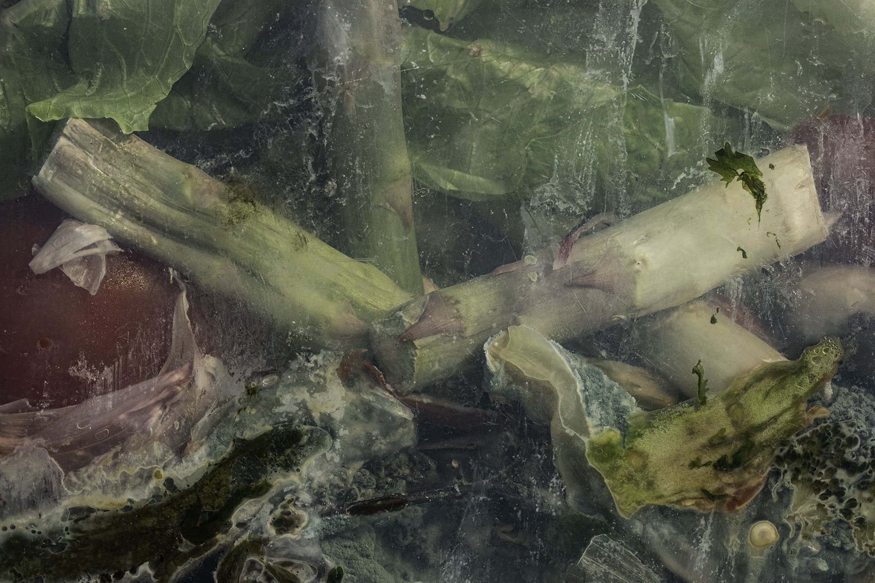 Asparagus Kindling, 2020, Archival pigment print, 40 x 60 inches