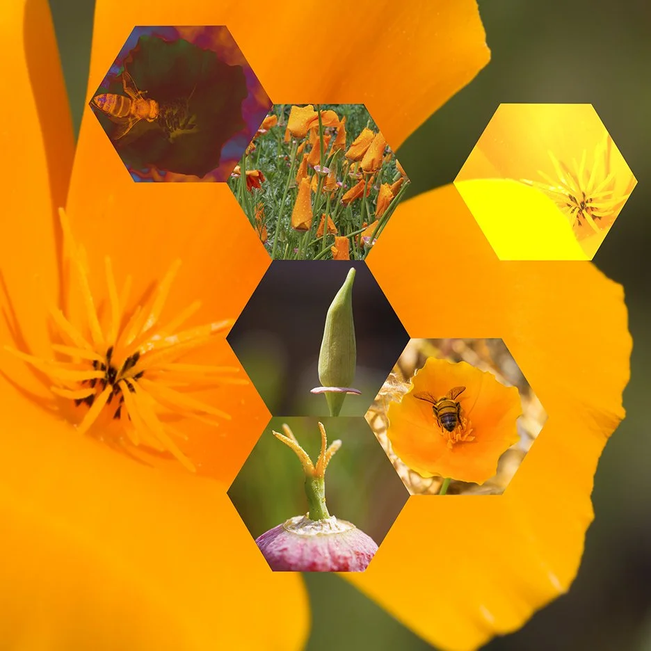 California Poppy (Eschscholzia californica), 
2014, Archival digital print mounted on white sintra and faced with plexiglas, 38.5 X 40”
