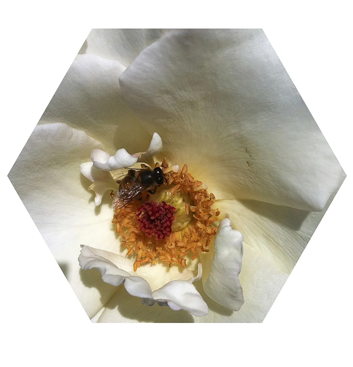 A close-up of a white flower with a bee collecting nectar from its center.
